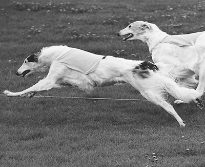 Top Open Field Courser 1999